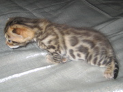 Бенгальские   котята , (пятнистые леопардики), 